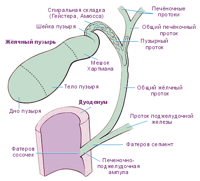 Анатомия желчного пузыря человека