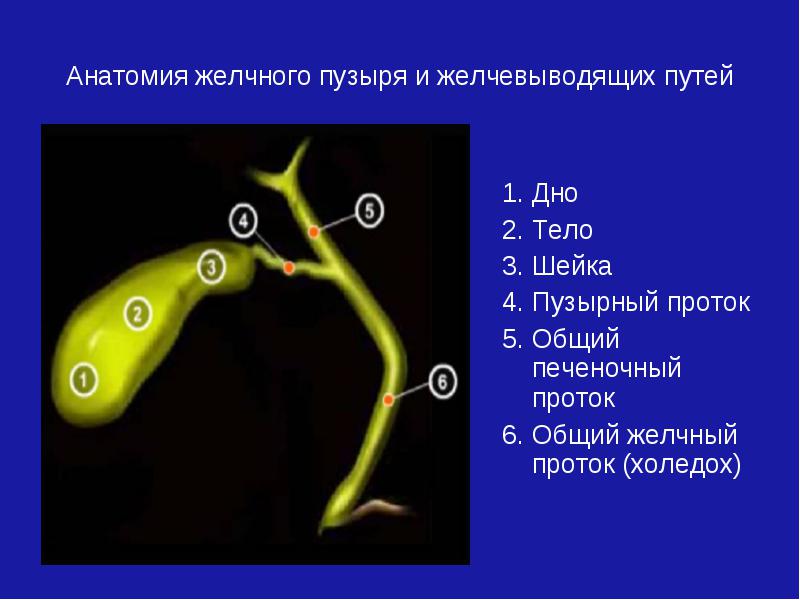 Анатомия желчного пузыря презентация