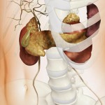 Желчегонные продукты, помогающие при застоях желчи