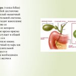 Лечение желчного пузыря народными средствами самые эффективные